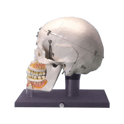 Aͽ̌W(xu)ʾBģ͸